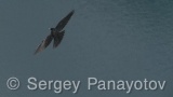 Video of Yellow-billed Chough - Yellow-billed Chough fly in the sky in Bulgarian mountains